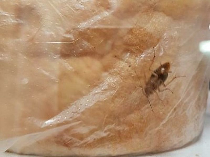 Позирующего таракана на буханке хлеба заметили в воронежском магазине