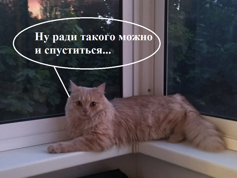Воронежские МЧСники рассказали, как снять кота с дерева, не тревожа службы