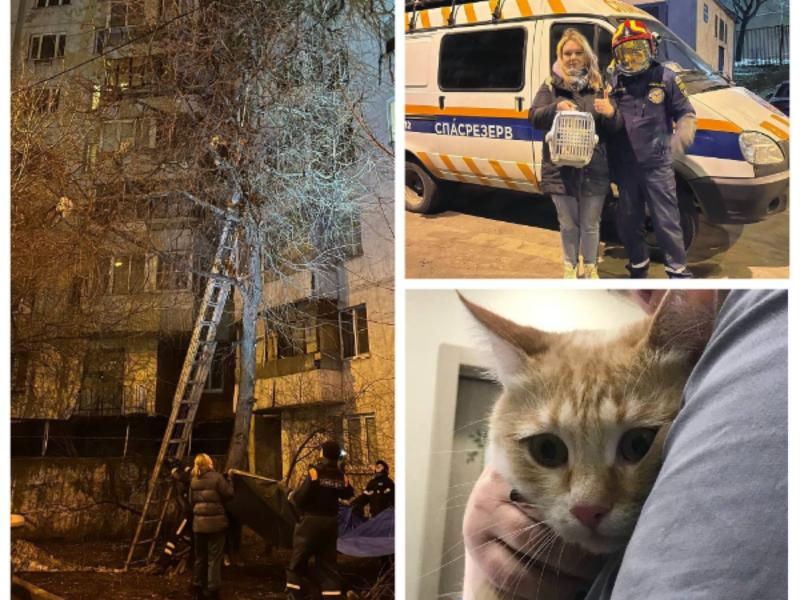 В Москве на Воронежской улице спасли глупого кота