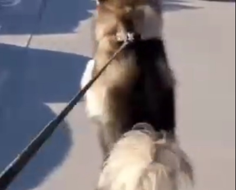 Ходящая на двух лапах собака отправила в нокаут осеннюю хандру в Воронеже