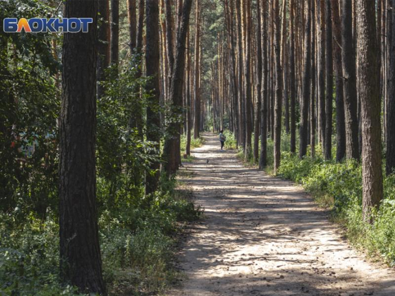 Строительство дублера Московского проспекта через Северный лес прокомментировали воронежские экологи