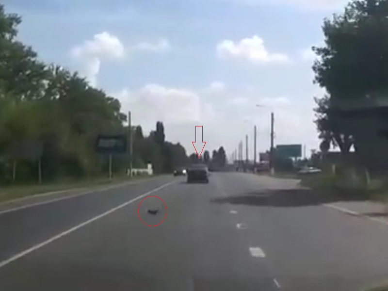 Котенок выпал из движущегося автомобиля на оживленной дороге в Воронежской области