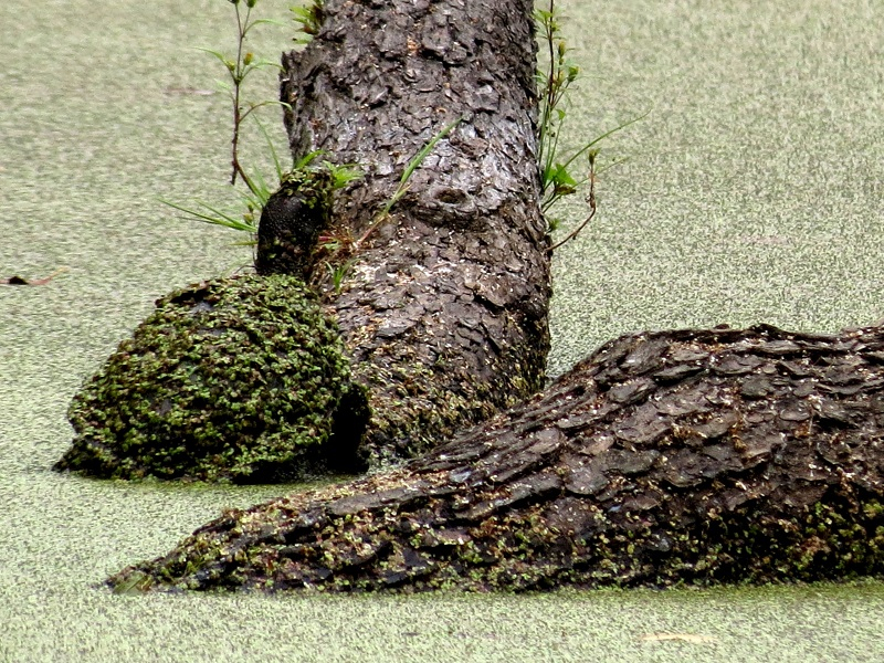 Черепаху в камуфляжном прикиде сняли на фото в Воронежском заповеднике