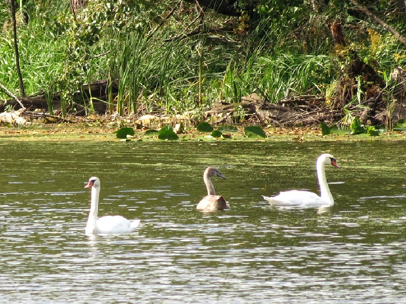 Великолепие и грацию белых лебедей показали на фото в Воронежском заповеднике