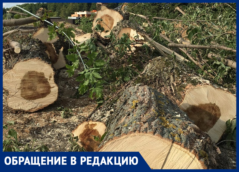 Странная вырубка деревьев в Воронеже дала шанс новому природоохранному прокурору показать себя