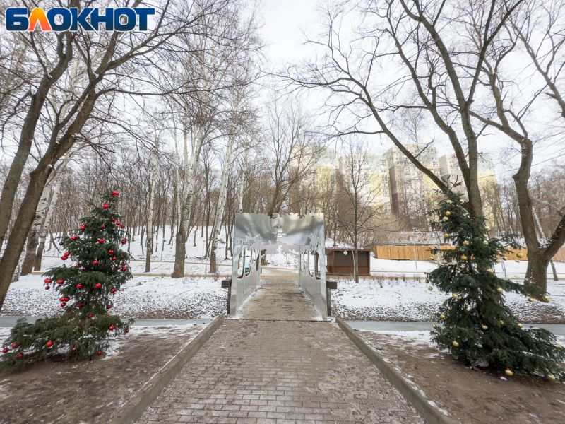 Каток дельфин воронеж фото