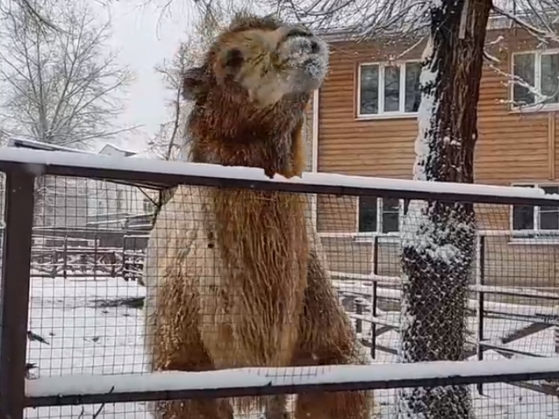 Как первый снег обрадовал обитателей Воронежского зоопарка, показали на видео