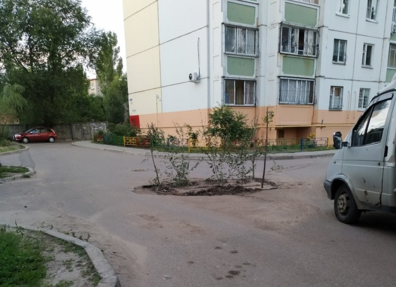 Деревья пробили асфальт и выросли посреди дороги в Воронеже