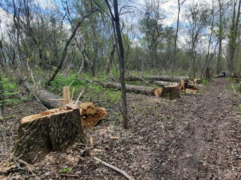 За уничтожение 60 тополей в заказнике под Воронежем черный лесоруб ответит в суде