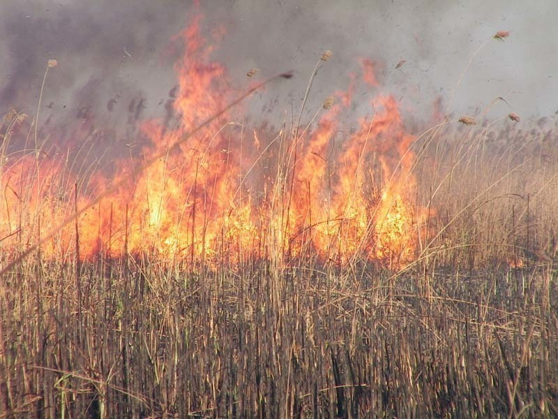 В Воронежской области произошел первый за 2017 год ландшафтный пожар