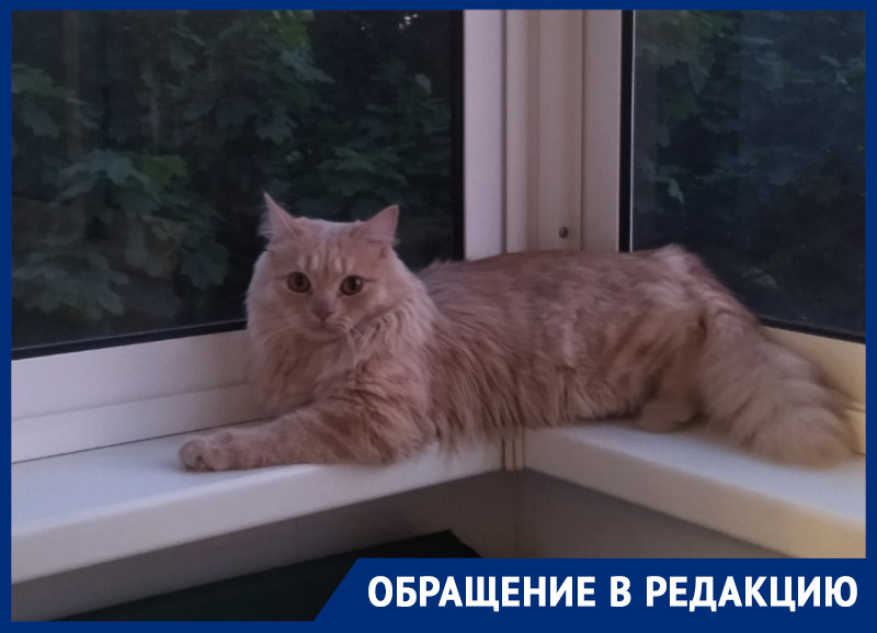 На собственного домашнего кота пожаловались в редакцию «Блокнот Воронеж»