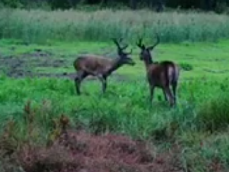 Степенную грацию оленей сняли на видео в Воронежском заповеднике