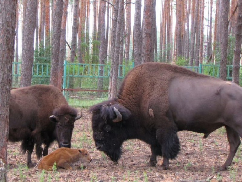 Пара бизонов в воронежском зоопитомнике в четвертый раз стала родителями