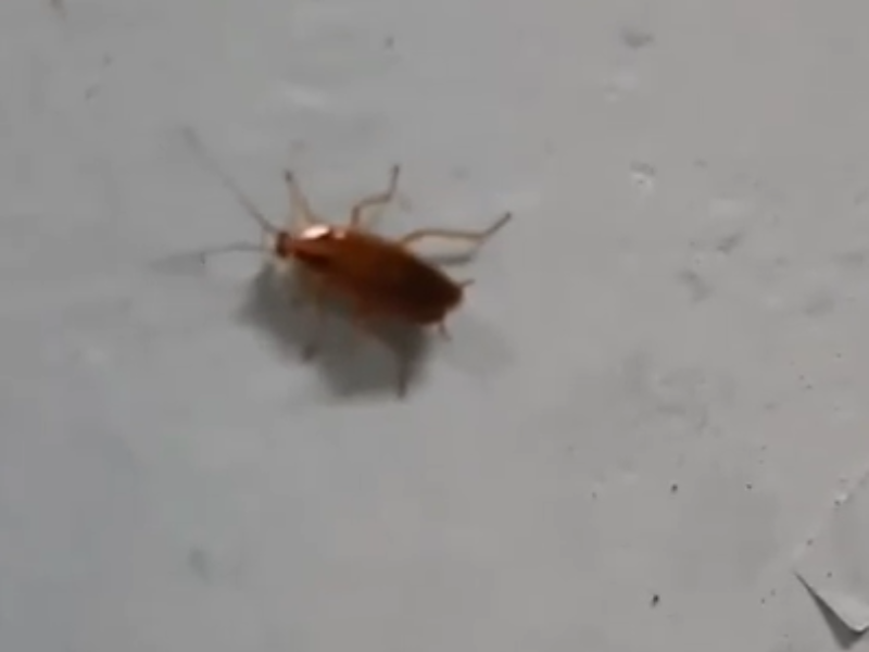 Общежитие воронежского техникума с кишащими тараканами показали на видео