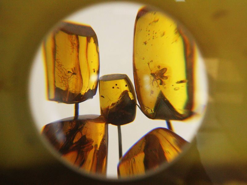Неизвестных человечеству насекомых обнаружил в янтаре воронежский ученый