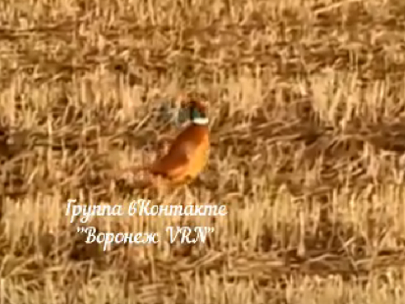 Важно вышагивающего по воронежскому полю фазана сняли на видео