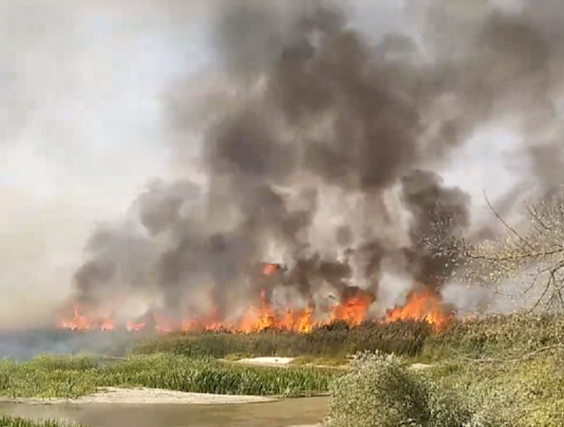 Горение камыша вдоль реки сняли на видео под Воронежем