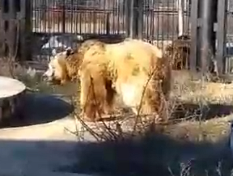 Медведь с артрозом впервые вышел на прогулку после зимы в Воронеже