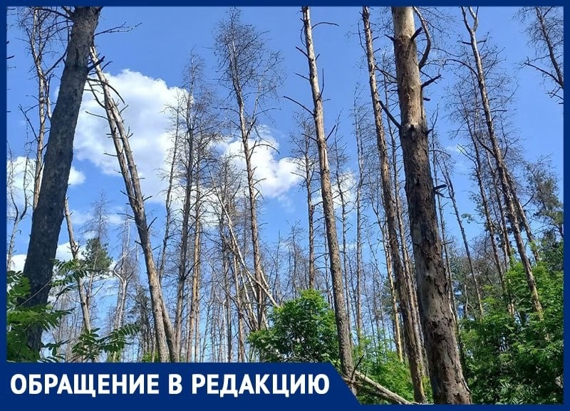 «Превращается в помойку», – житель Воронежа не понимает, почему Северный лес не нужен Гусеву