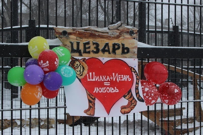 В День всех влюбленных в Воронежском зоопарке подвели итоги голосования за лучшую пару животных