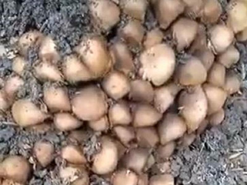 Семеро воронежцев отравились грибами за месяц
