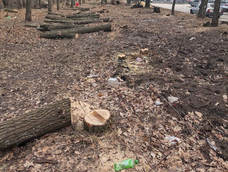 Вырубкой деревьев на Шишкова возмутились воронежцы в соцсетях