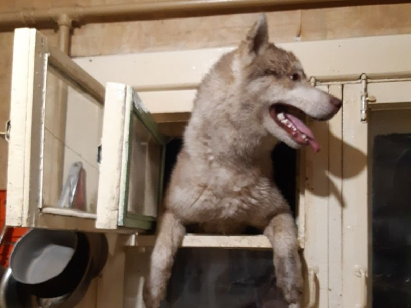 Перепуганная грозой собака ломилась через форточку в дом воронежцев