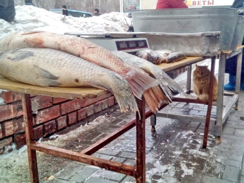 Кошачий рыбнадзор заметили на остановке в Воронеже