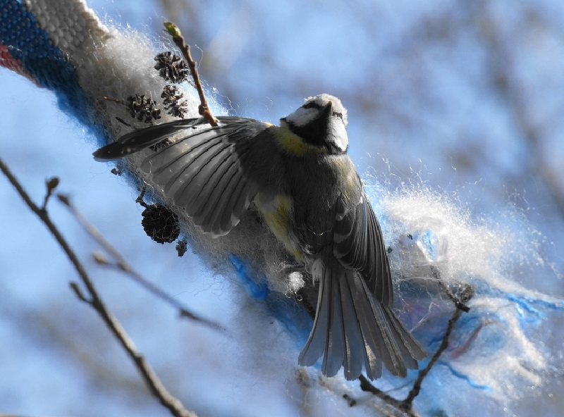Чудесное спасение птицы из ловушки показали на фото в Воронеже