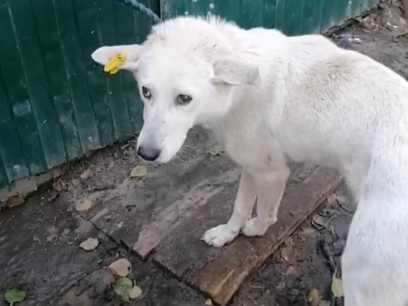 В Воронеже «спортсмен» кинул кирпич в собаку на улице