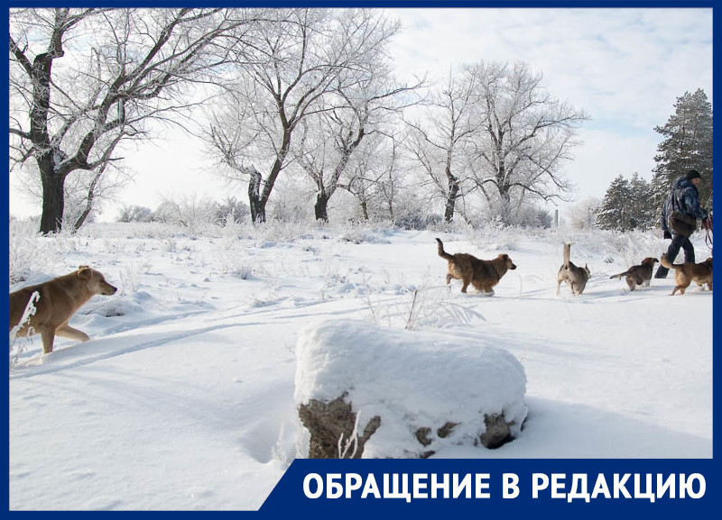 «Напали со спины»: две крупные собаки покусали женщину в Воронеже
