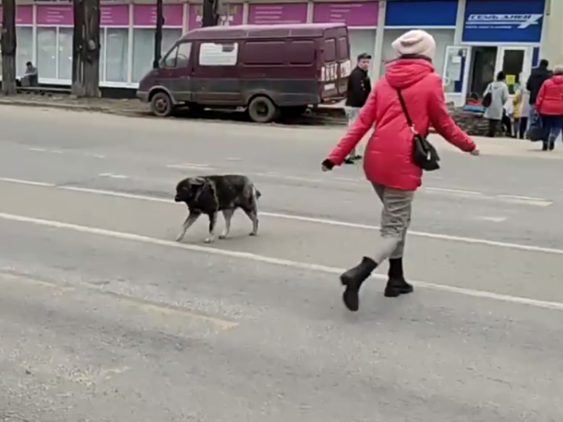 Порядочного четырехлапого пешехода сняли на видео в Воронеже