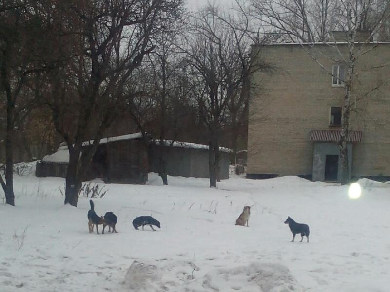 Стая собак держит в страхе жителей нескольких многоэтажек в Воронеже