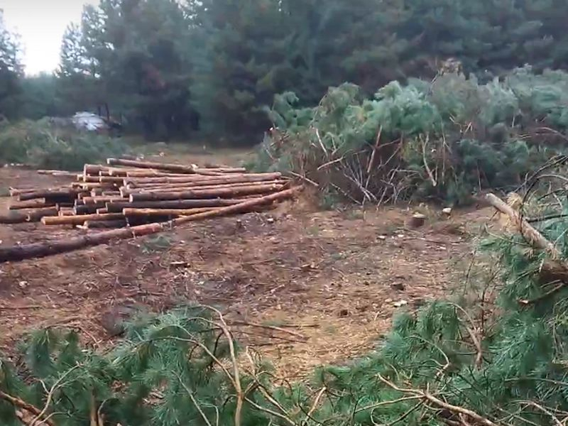 Крайне активные рубки леса заметили и записали на видео под Воронежем
