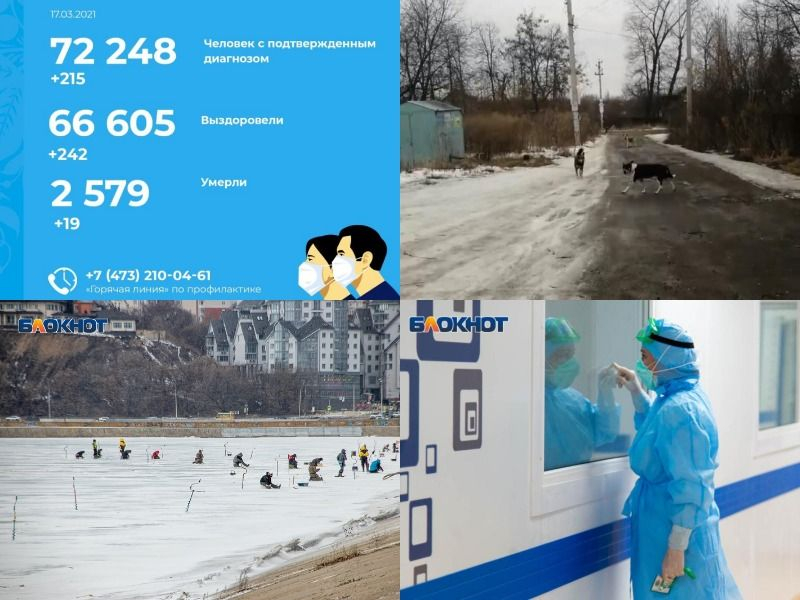 Коронавирус в Воронеже 17 марта: +19 смертей, собаки на Дальних Садах и врач в списке памяти