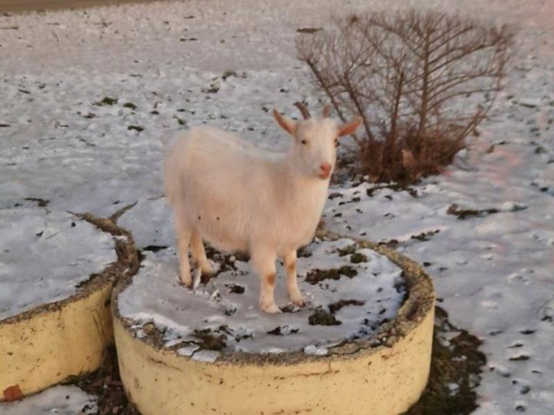 Невероятная история маленькой козы удивила жителей Воронежа