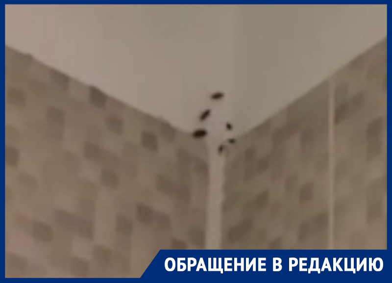 Чиновники не увидели связи тараканов с антисанитарией в воронежской школе