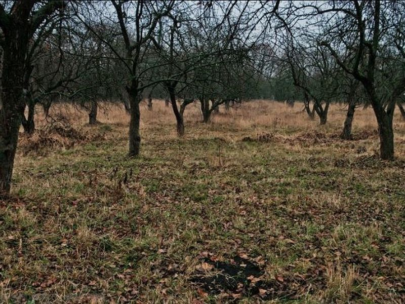 Законность изъятия яблоневых садов в Воронеже подтвердил окружной арбитраж