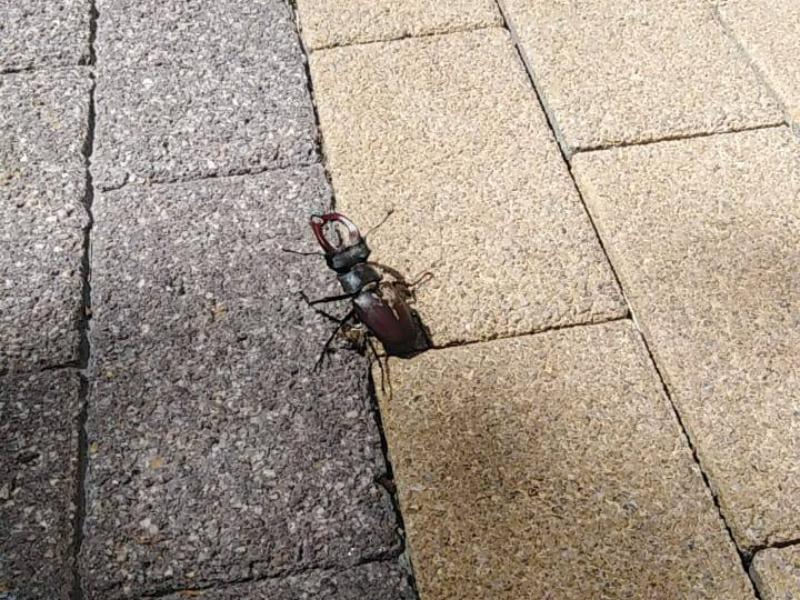 Самого крупного жука Европы обнаружили возле мэрии в Воронеже