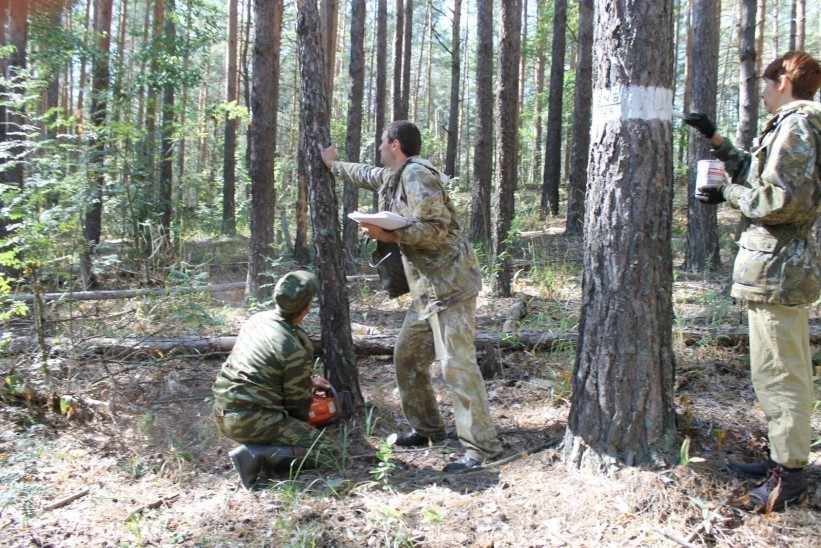 В Воронежской области болеют сосновые леса