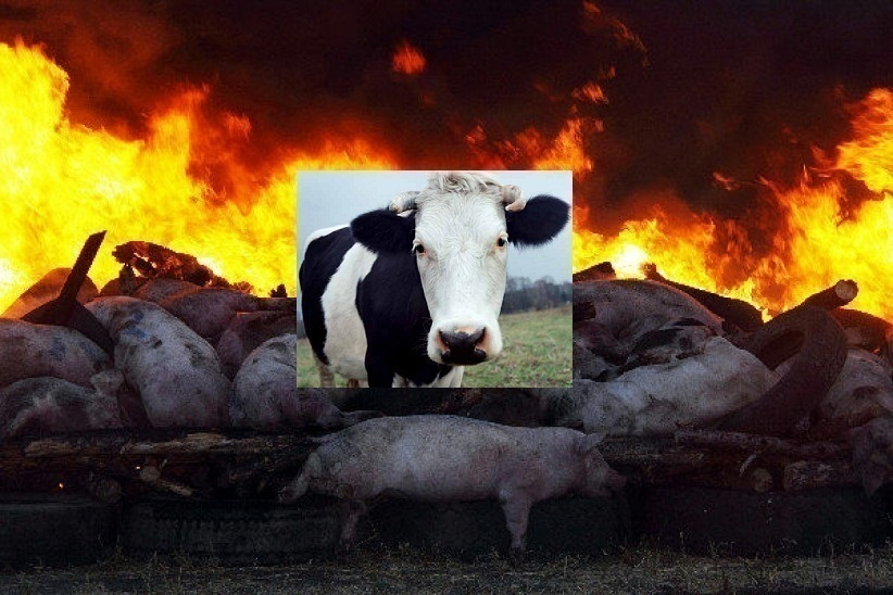 Россельхознадзор: воронежские фермеры разводят коров и не жалуются