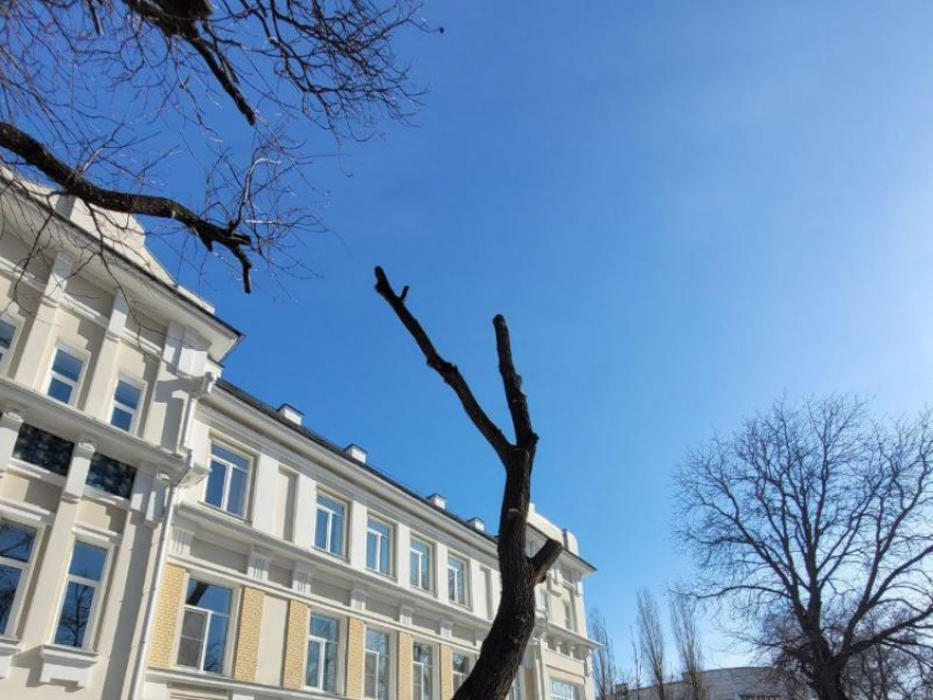 «Просто по-варварски»: воронежцы обратили внимание на обрезку деревьев в центре 