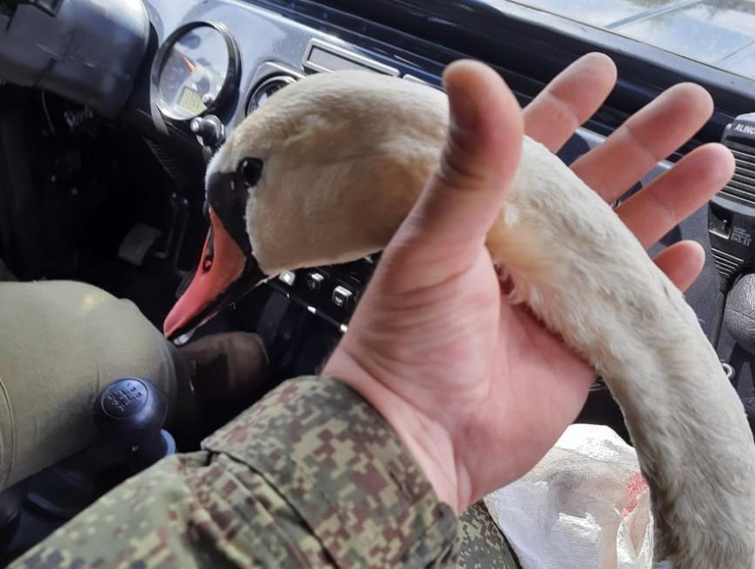 Воронежские экологи спасли раненого лебедя