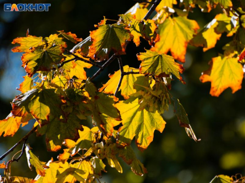 12-ти часовое погодное испытание ждет воронежцев