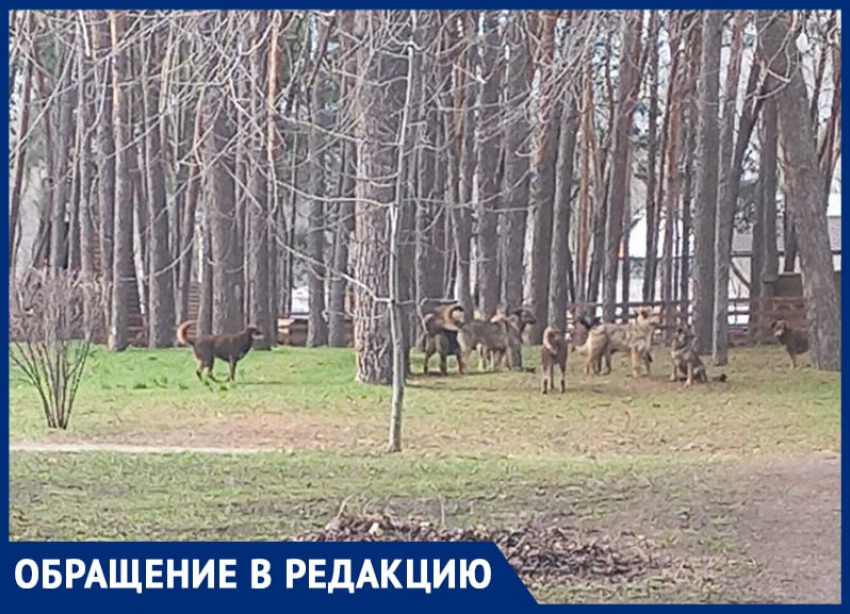 Страшно за ребенка: жителей Воронежа напугала стая собак в популярном парке