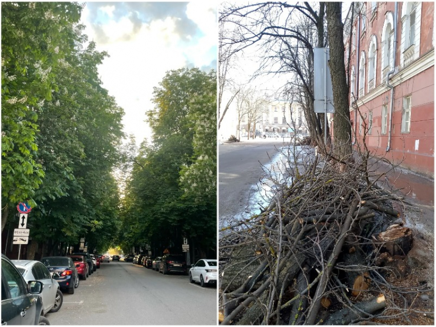 Обрезанная каштановая аллея на Комиссаржевской – было/стало