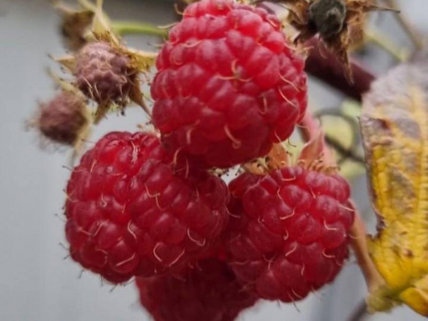 Ноябрьская малина поспела в Воронежской области