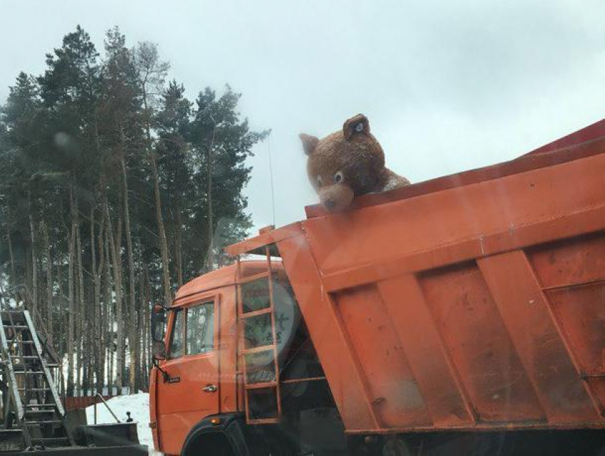 В Воронеже медведь пытался «сбежать» из грузовика