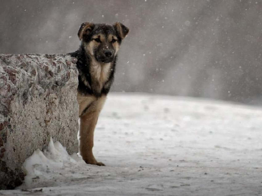 Горячую линию для жалоб на бездомных собак запустили в Воронеже