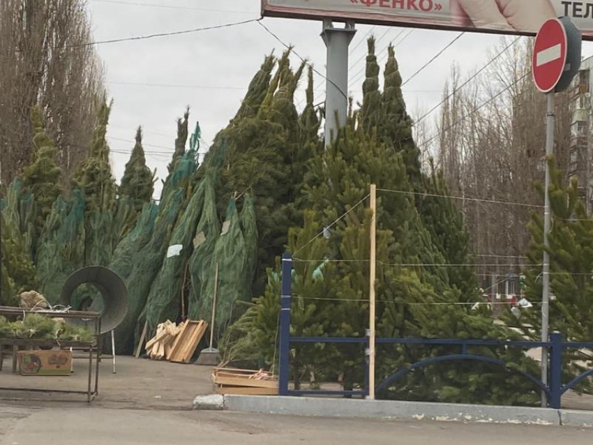 Сосны невероятно гигантских размеров продают на улицах Воронежа 